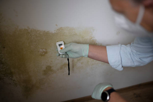 Mold Removal and Inspection